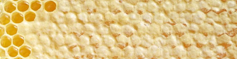 A DSLR close-up photo of honeycomb filled with honey. Space for copy.