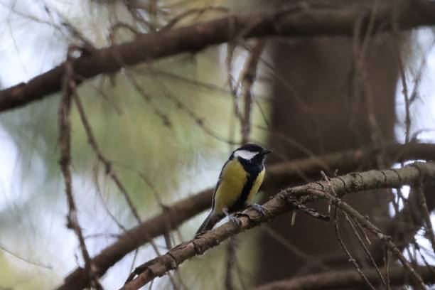 istock Cute Great tit perched on a tree branch during the daytime 1447317507