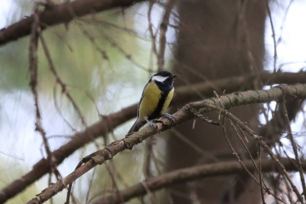 istock Cute Great tit perched on a tree branch during the daytime 1447317509