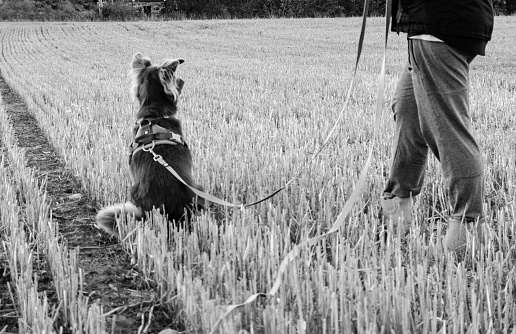 A grayscale shot of a dog with his trainer in the field practicing obedience, search and call