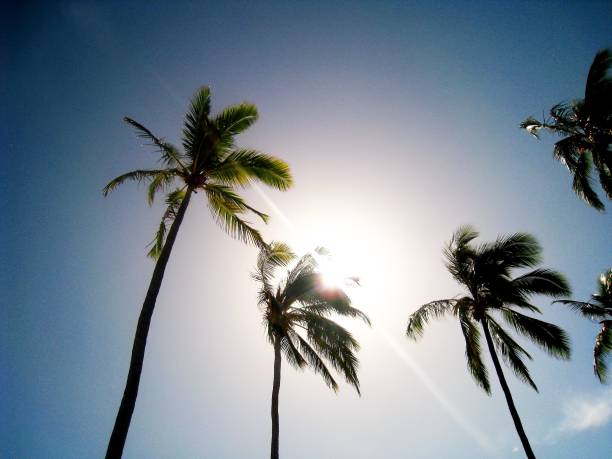A low-angle shot of coconut trees with a cloudy blue sky background