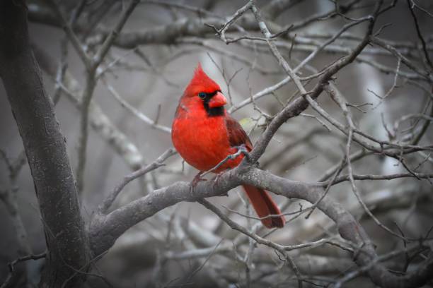 istock Closeup shot of a Red Cardinal Bird perching on a tree branch 1447317737