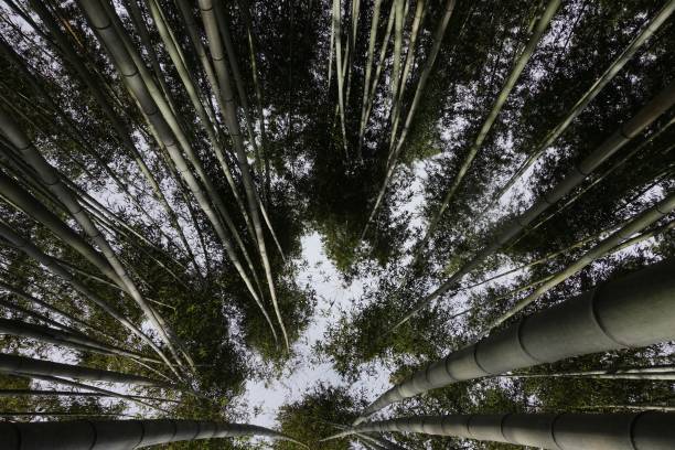 istock Bamboo forest with tall bamboo trees against a blue sky 1447317897