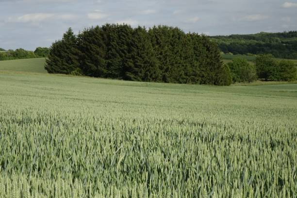 istock Wide field with green grasses on a cloudy day 1447317930