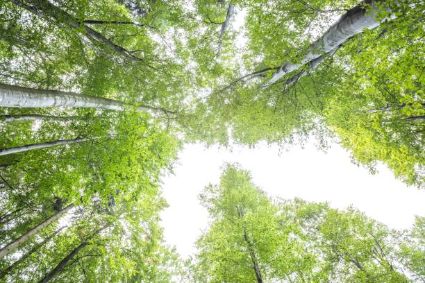 istock Low angle shot of a dense pine forest with green leaves 1447318086