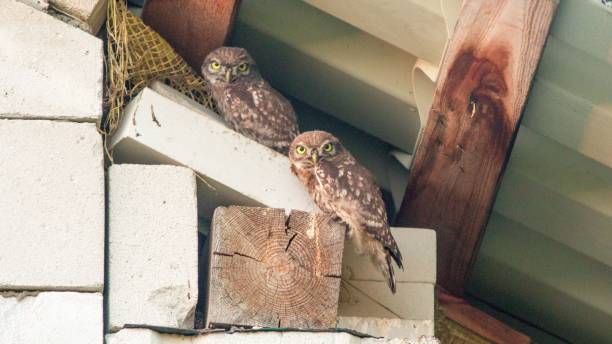 istock Brown owl perching on a wood in the ceiling 1447318152