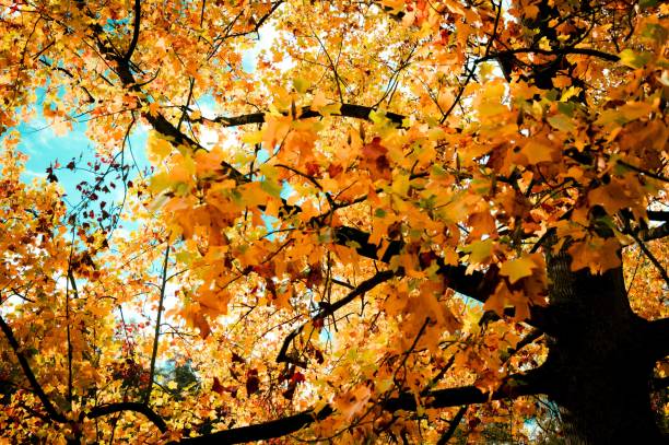 istock Autumn view with golden trees 1447318642