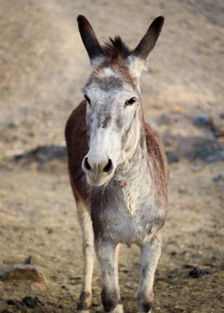 istock Vertical closeup shot of a donkey 1447318703