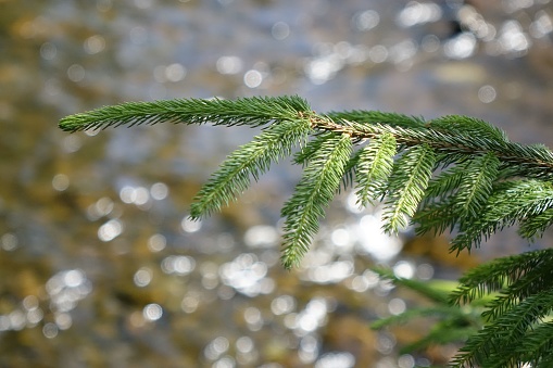 A closeup of green spruce branches above a river in Langelsheim, Lower Saxony, Germany
