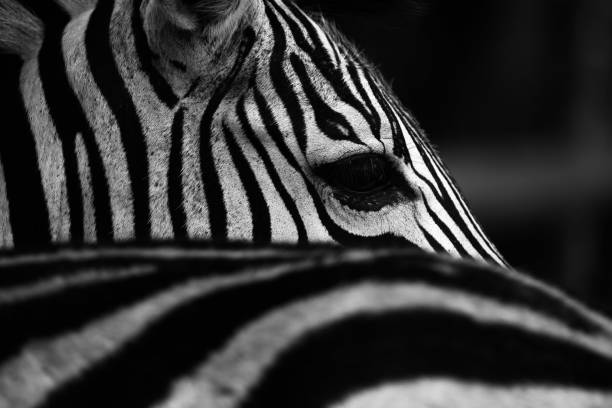 istock Closeup grayscale of a zebra face looking right 1447319485