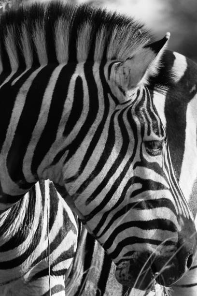 istock Closeup grayscale of a zebra face looking down 1447319490