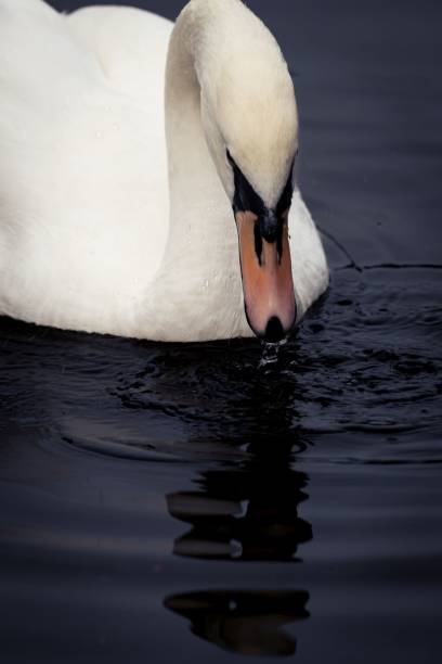 istock Swan on the Canal, closeup shot 1447319504