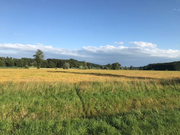 istock Countryside landscape covered with grass in Germany 1447319653