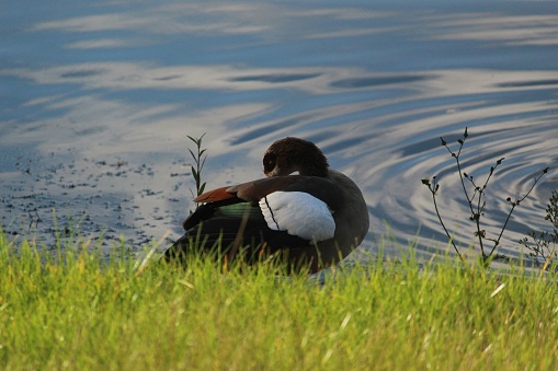 A closeup shot of a duck on a lake coast