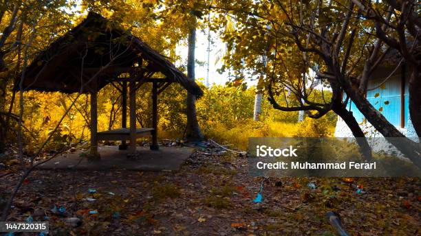 Abandoned Hut In The Forest Stock Photo - Download Image Now - Abandoned, Ancient, Architecture