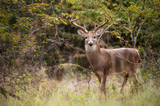 흰 꼬리 사슴, 수컷 벅, 가을 숲에서 - deer season 뉴스 사진 이미지