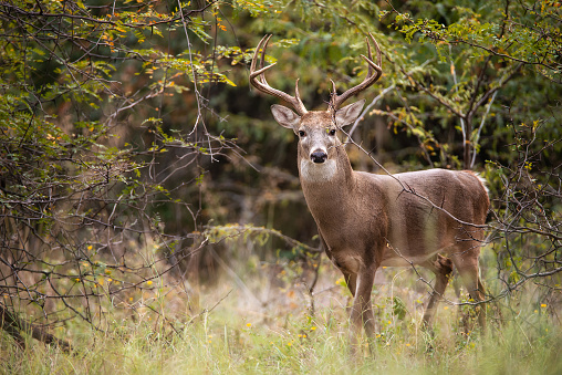 White-tailed Deer, a buck, in the autumn woods during rut season in Texas.