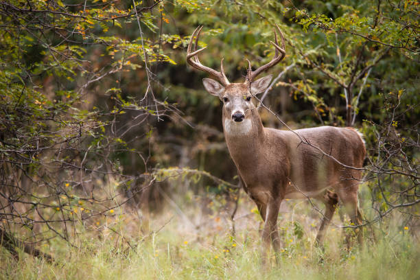 White-tailed deer, male buck, in the autumn woods White-tailed Deer, a buck, in the autumn woods during rut season in Texas. deer stock pictures, royalty-free photos & images