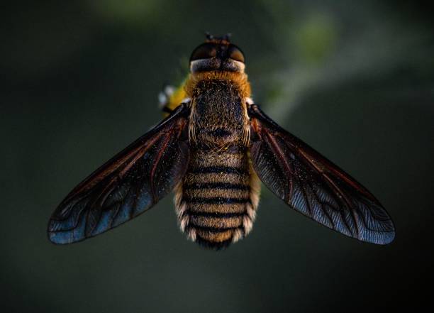 istock Closeup of bee isolated in green background 1447320627