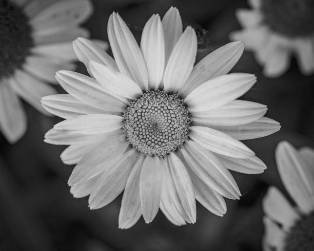 istock Greyscale shot of a blooming flower 1447320764
