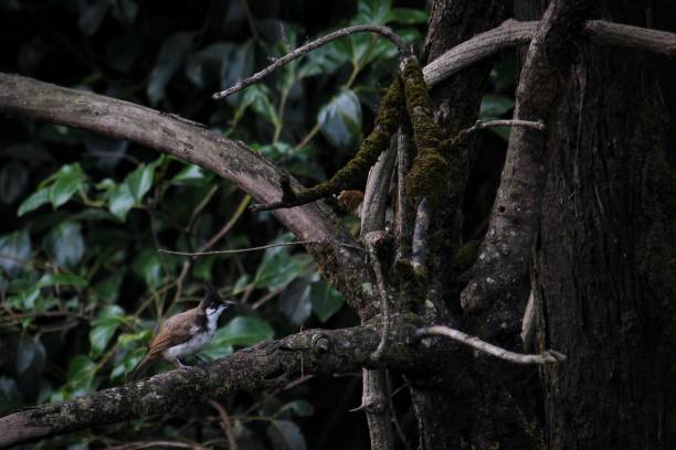 istock View of the bird perched on a tree branch 1447320791