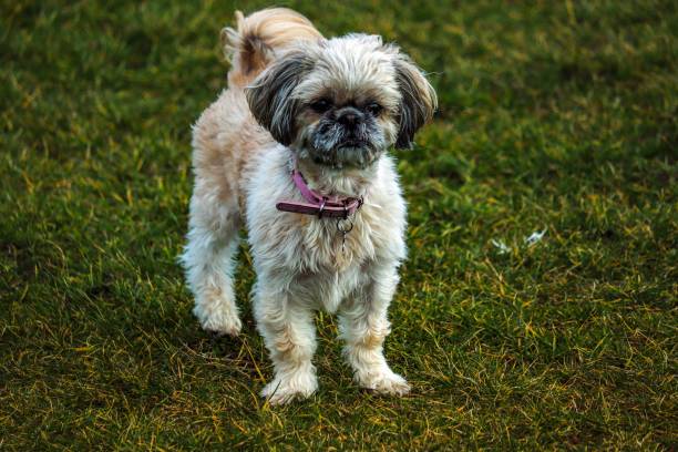 istock Cute Shih Tzu dog on a green grass 1447320885