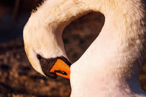 istock Close up of a beautiful swan 1447321010