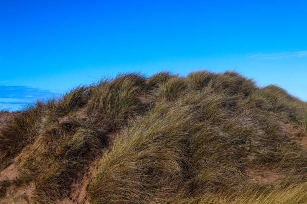 istock Wind through the grass in the coastal area 1447321038