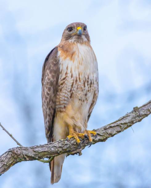 istock Vertical selective focus view of a Red-tailed hawk perched on a tree branch 1447321107