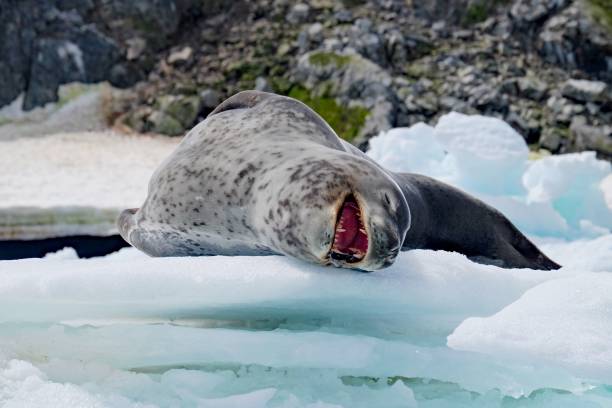 istock Cute sleeping leopard seal on an ice platform in Antarctica 1447321420