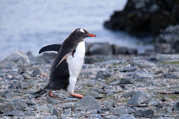 istock Gentoo penguin running on the beach in Antarctica 1447321426