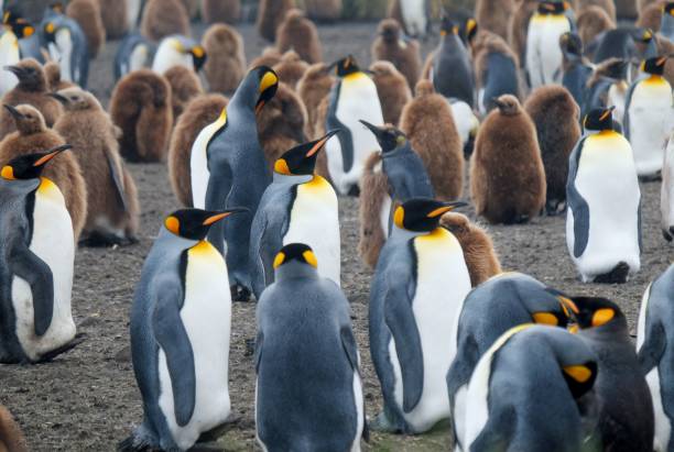 Group of black and white king penguins with baby king penguins coated in brown fur in Antarctica A group of black and white king penguins with baby king penguins coated in brown fur in Antarctica king penguin stock pictures, royalty-free photos & images