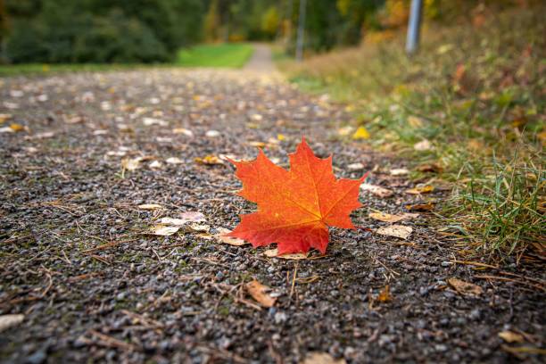 istock Orange autumn leaf fell on the ground 1447321505