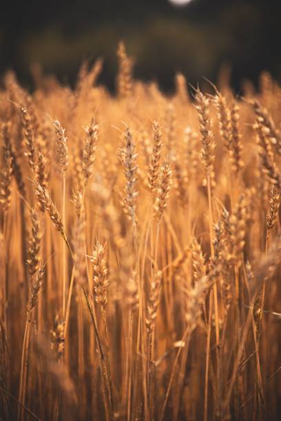 istock Closeup shot of a wheat rice field 1447321524