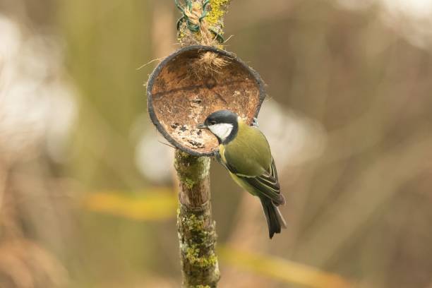 istock Closeup shot of a small Great Tit bird perched on a tree branch with a blur background 1447321815