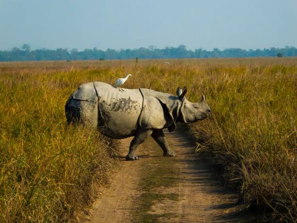 nosorożec chodzący po polu z białym ptakiem na grzbiecie - rhinoceros savannah outdoors animals in the wild zdjęcia i obrazy z banku zdjęć