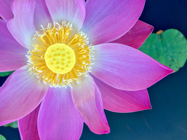 Pink Lotus Flower stock photo
