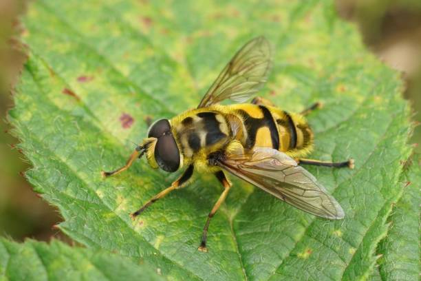 istock Detailed closeup on a Deadhead hoverfly, Myathropdea florea, sitting on a green leaf 1447322650