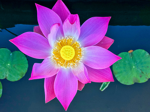 Horizontal high angle extreme closeup photo of a beautiful pink toned Sacred Lotus flower growing in a pond in a tropical garden in Bali, South East Asia.