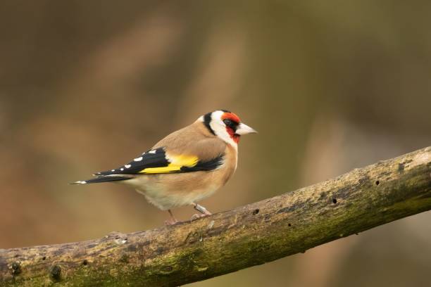 istock Goldfinch bird perching on a tree in the forest 1447322908