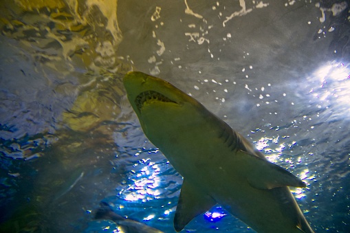 A close-up of a one large grey shark underwater seen from below silhouetted against bright lights