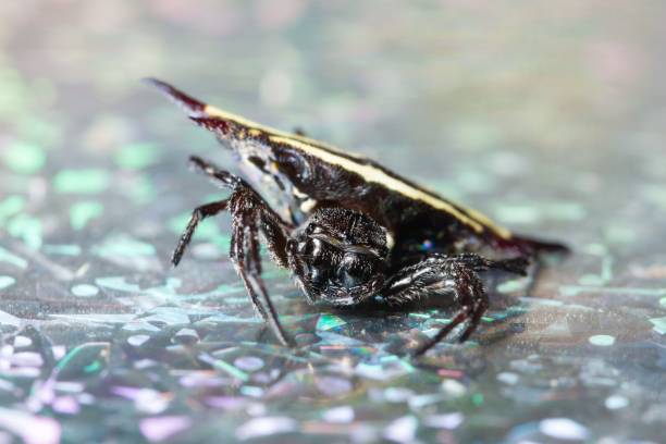 istock Macro shot of a creepy spider on a shiny surface 1447323268