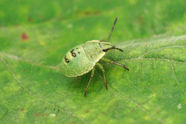 Closeup on an instar of the green shield bug, Palomena prasina, sitting on a leaf Closeup on an instar of the green shield bug, Palomena prasina, sitting on a leaf in the field instar stock pictures, royalty-free photos & images