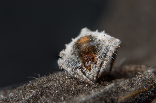 A macro shot of a Dolophones conifera, or a wrap-around spider