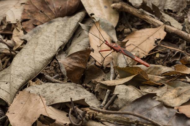 istock Macro shot of a Hemiptera bug in dried leaves in a forest 1447323946