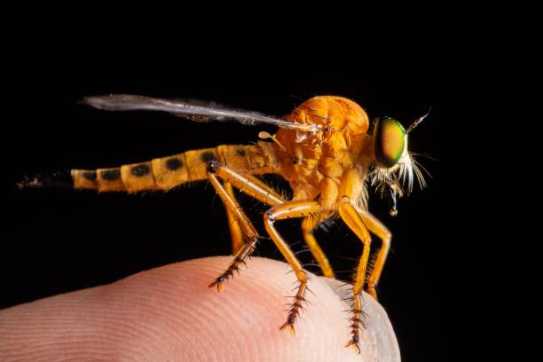 istock Macro shot of a robber fly (Asilidae) on a man's finger 1447323979