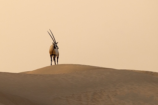 An Arabian Oryx on a dune in desert at sunset