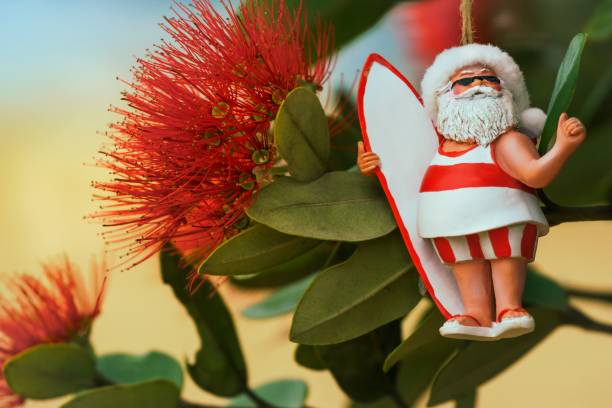 die auffälligen roten blüten des neuseeländischen pohutukawa-baumes mit weihnachtsschmuck. - pohutukawa tree christmas new zealand beach stock-fotos und bilder