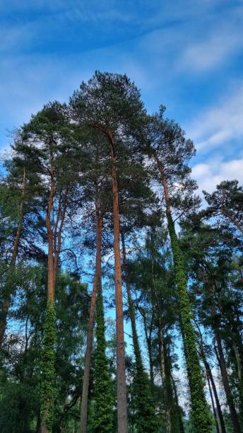istock tall evergreens in a blue sky 1447324629
