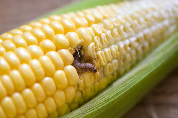 Corn worm - Caterpillar corn borer important pest of corn crop, agricultural problems pest and plant disease concept
